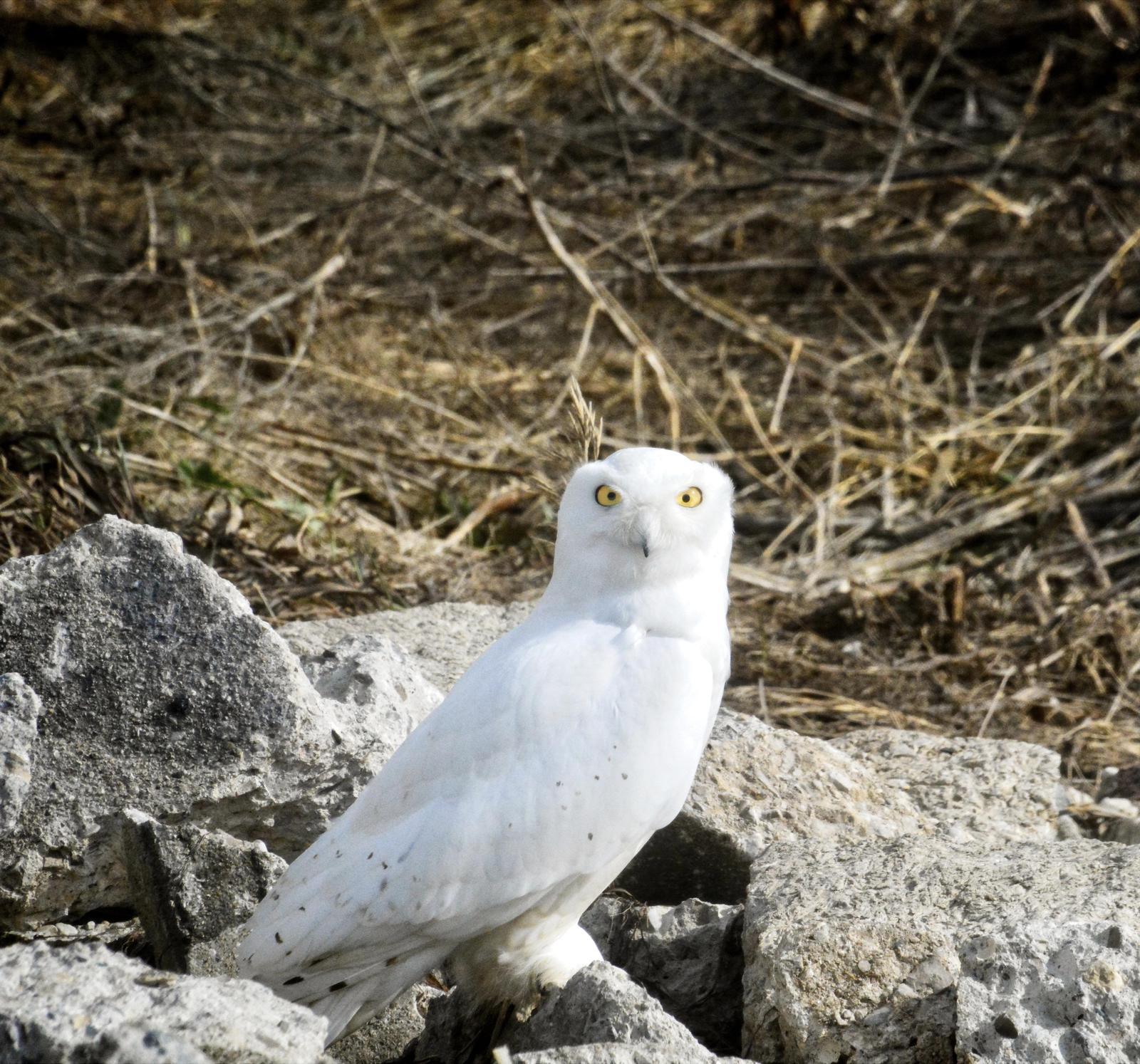 Snowy Owl Photo by Linda Cote