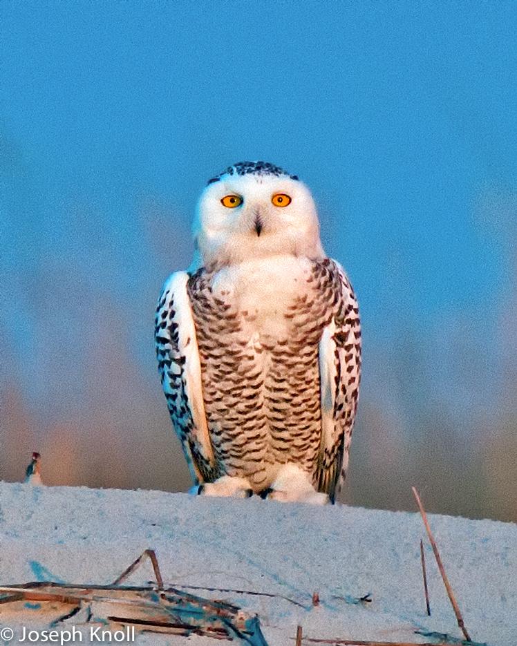 Snowy Owl Photo by JC Knoll