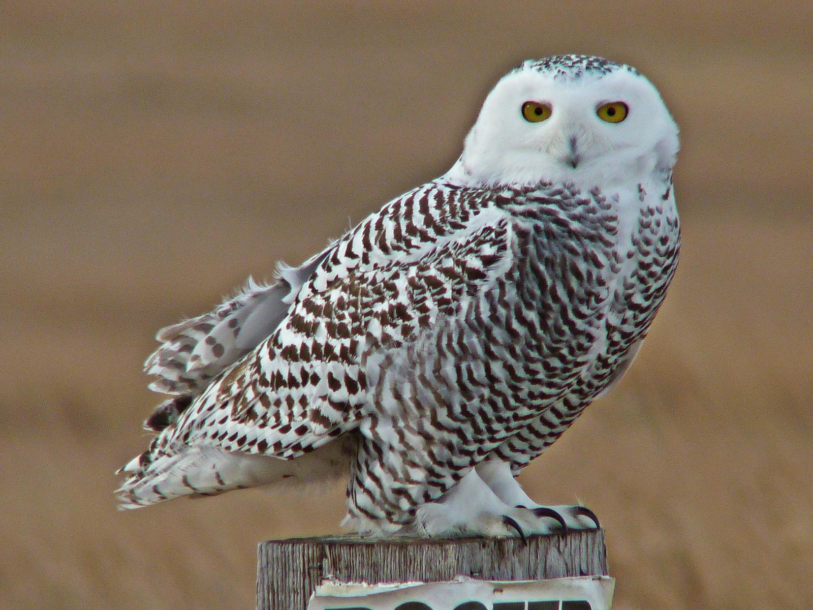 Snowy Owl Photo by Bob Neugebauer
