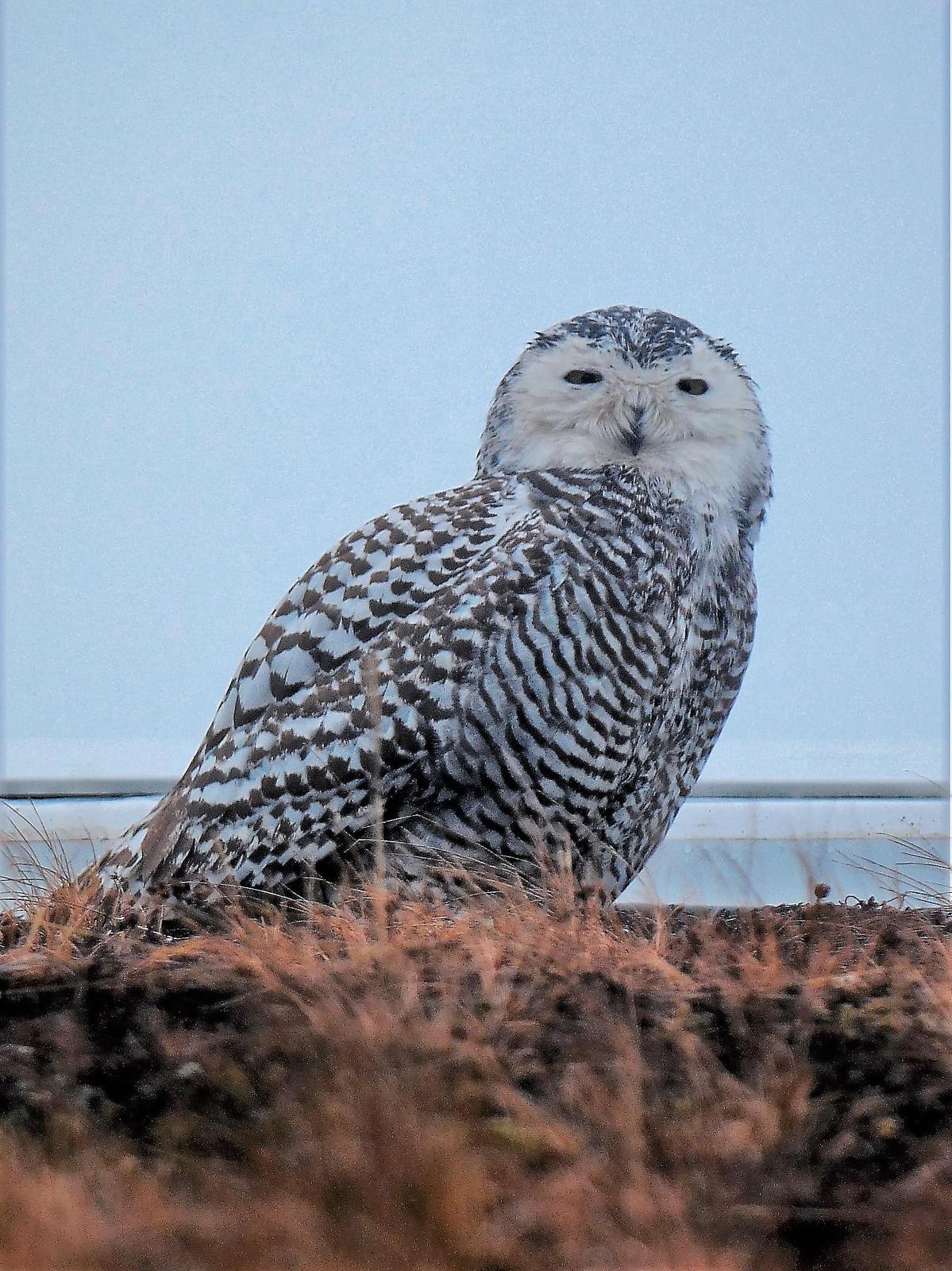 Snowy Owl Photo by David Blanchette