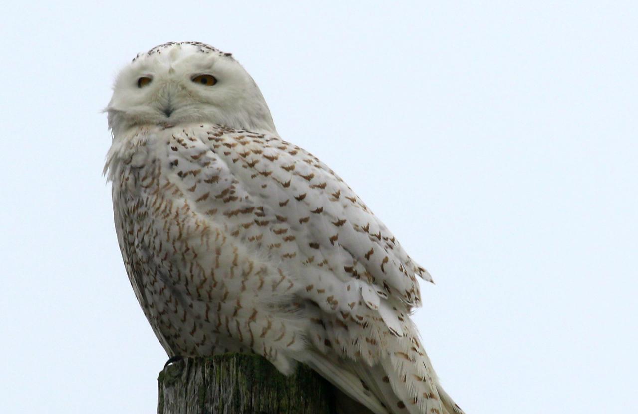 Snowy Owl Photo by Ruth Morrissette