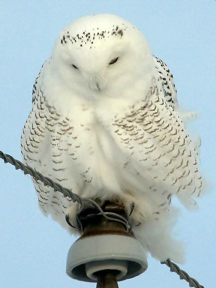 Snowy Owl Photo by Dan Tallman