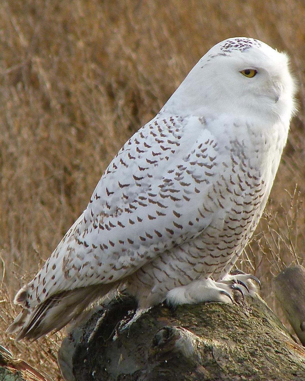 Snowy Owl Photo by Brian Avent