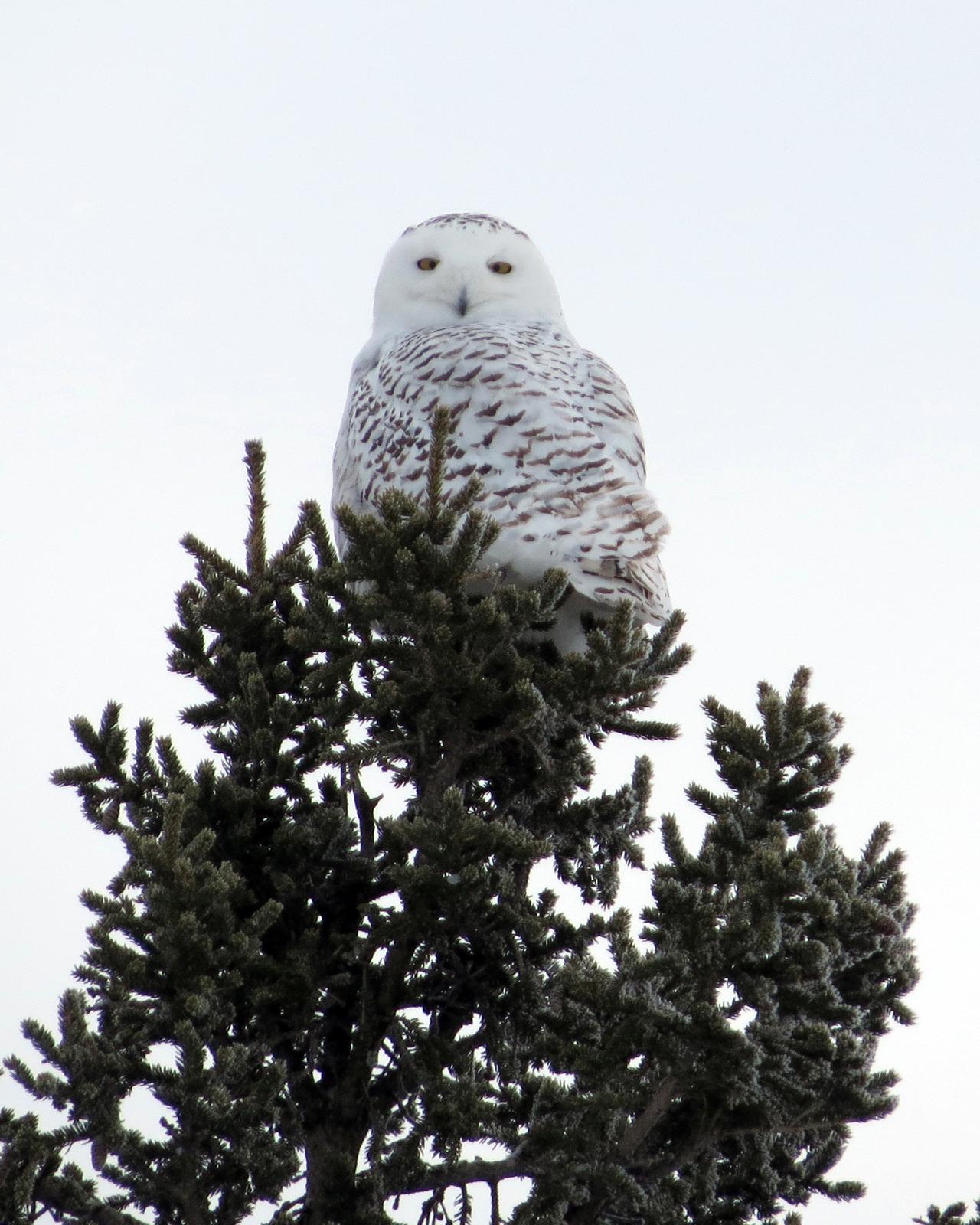Snowy Owl Photo by Anna E. Wittmer