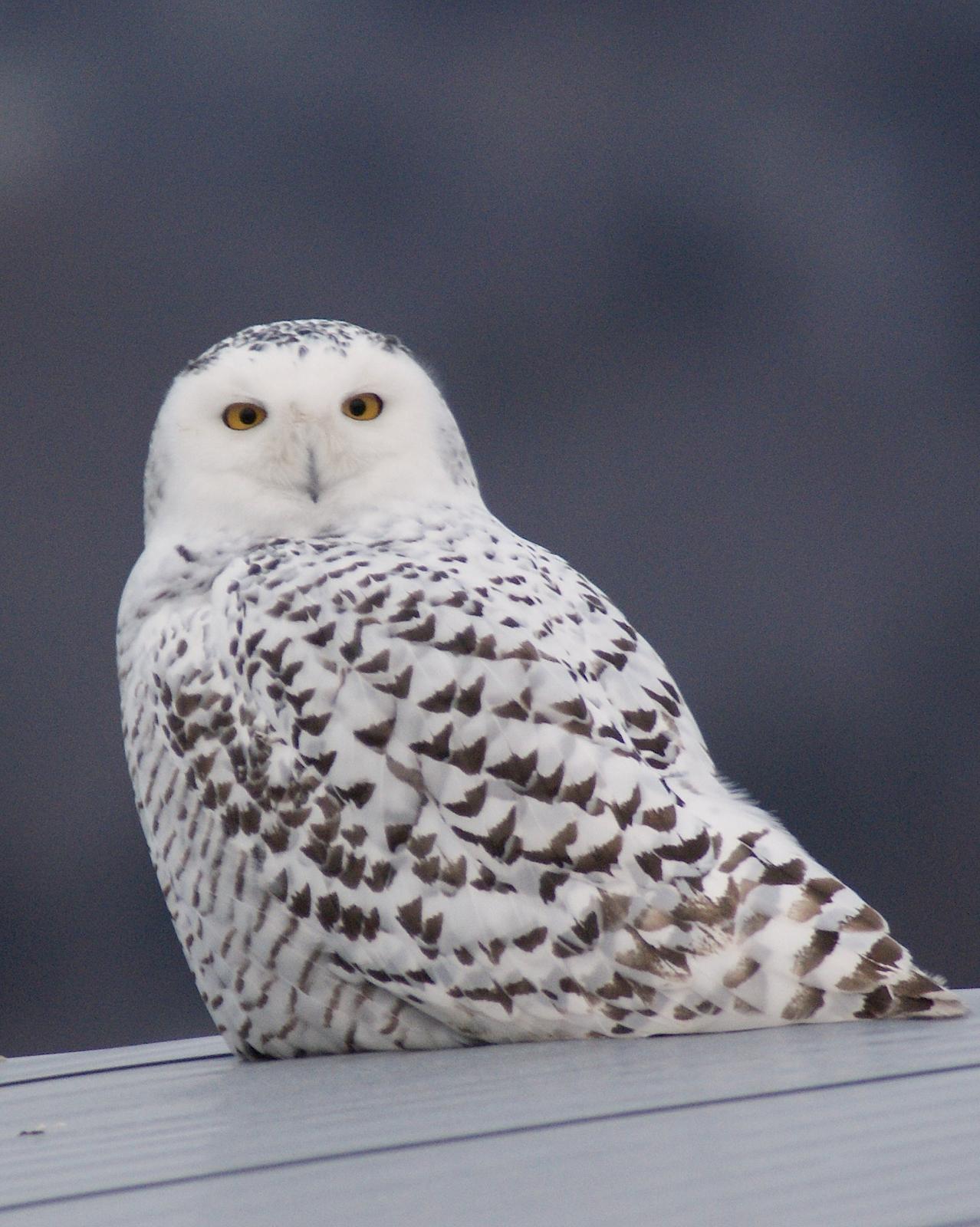 Snowy Owl Photo by Gerald Hoekstra