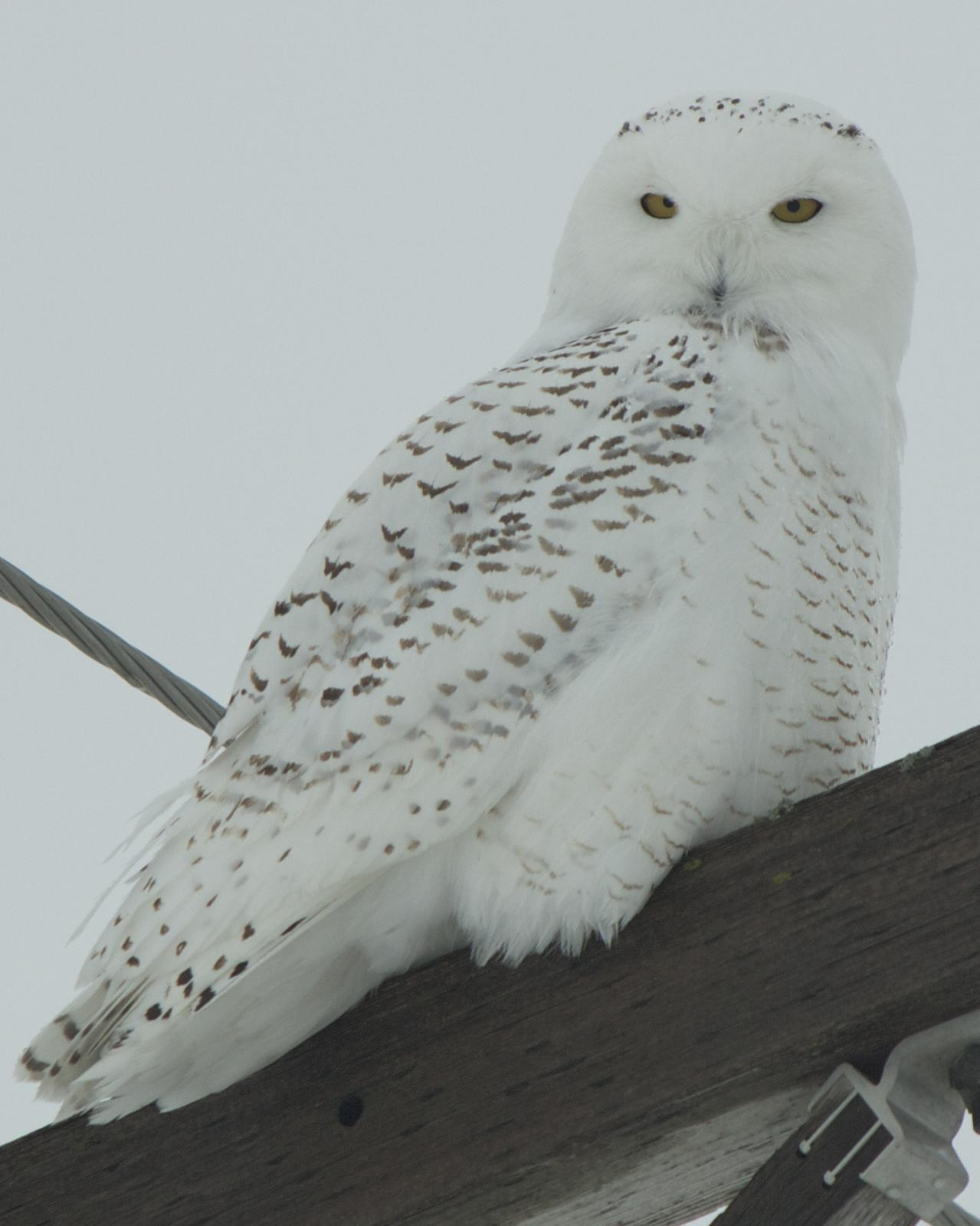 Snowy Owl Photo by Mark Baldwin