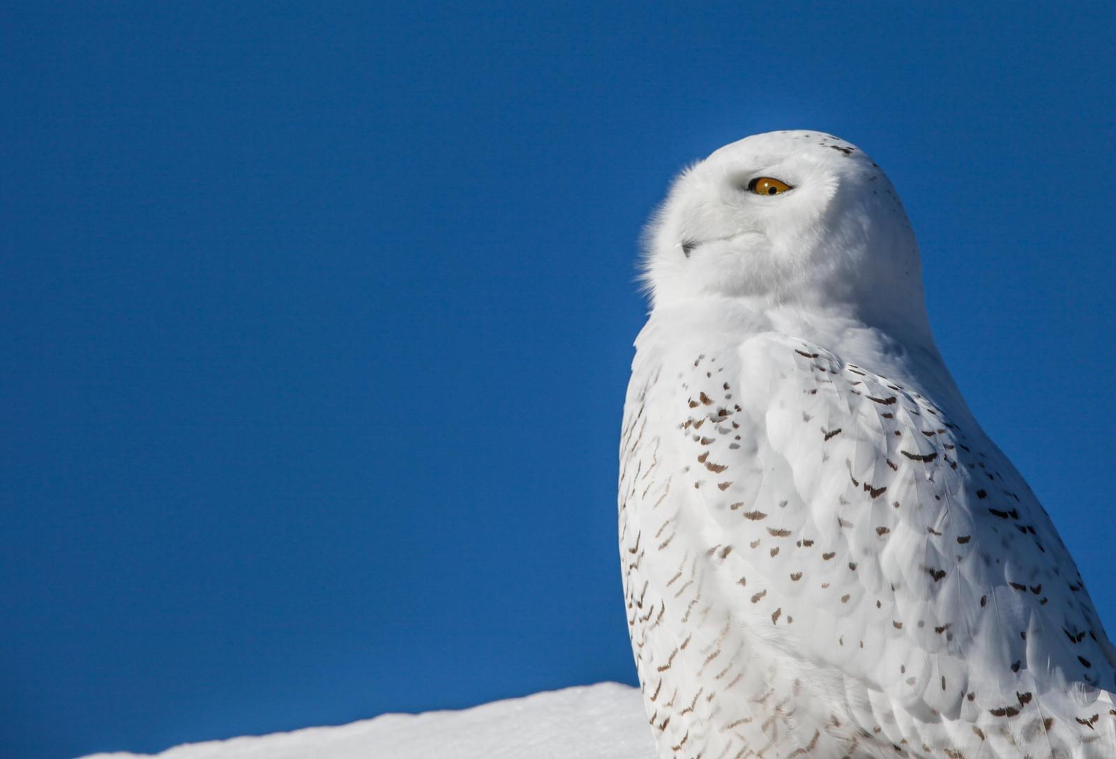 Snowy Owl Photo by Lucy Wightman