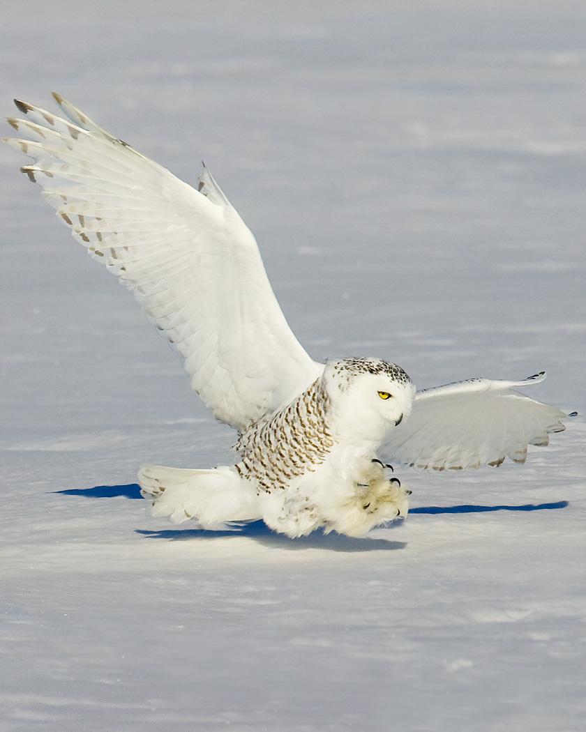 Snowy Owl Photo by Josh Haas