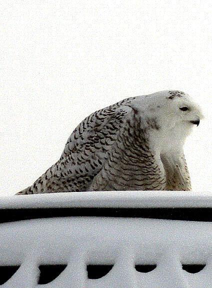 Snowy Owl Photo by Dan Tallman