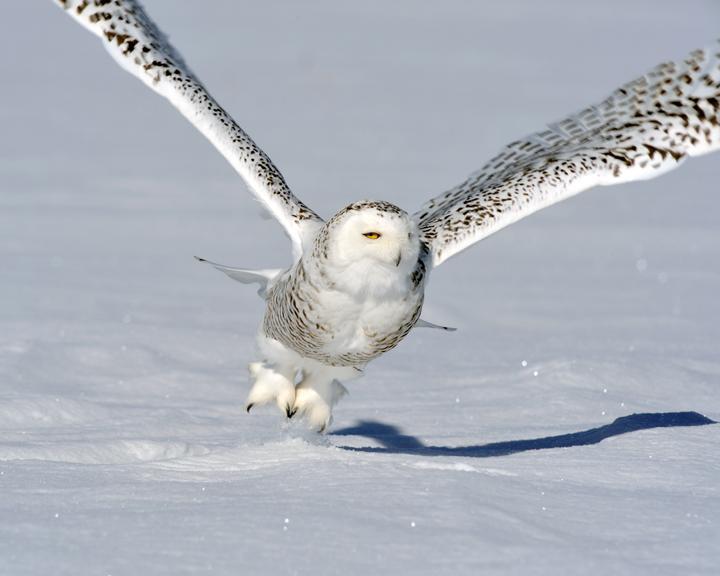 Snowy Owl Photo by Jean-Pierre LaBrèche