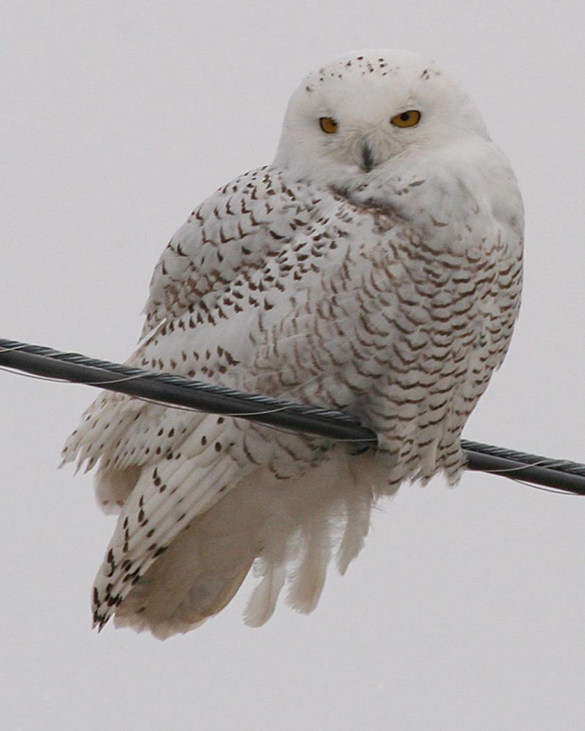Snowy Owl Photo by Andrew Theus