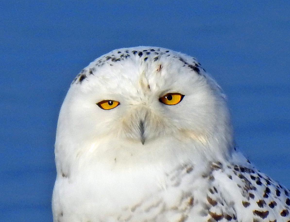 Snowy Owl Photo by Tom Gannon