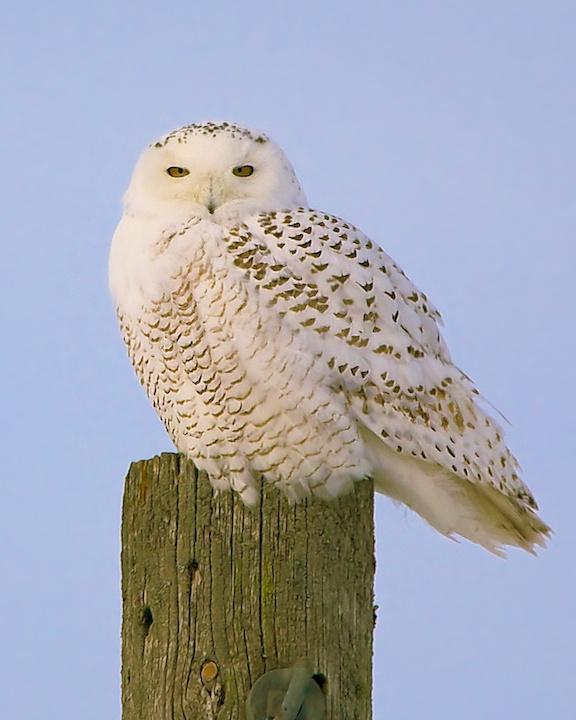 Snowy Owl Photo by Denis Rivard