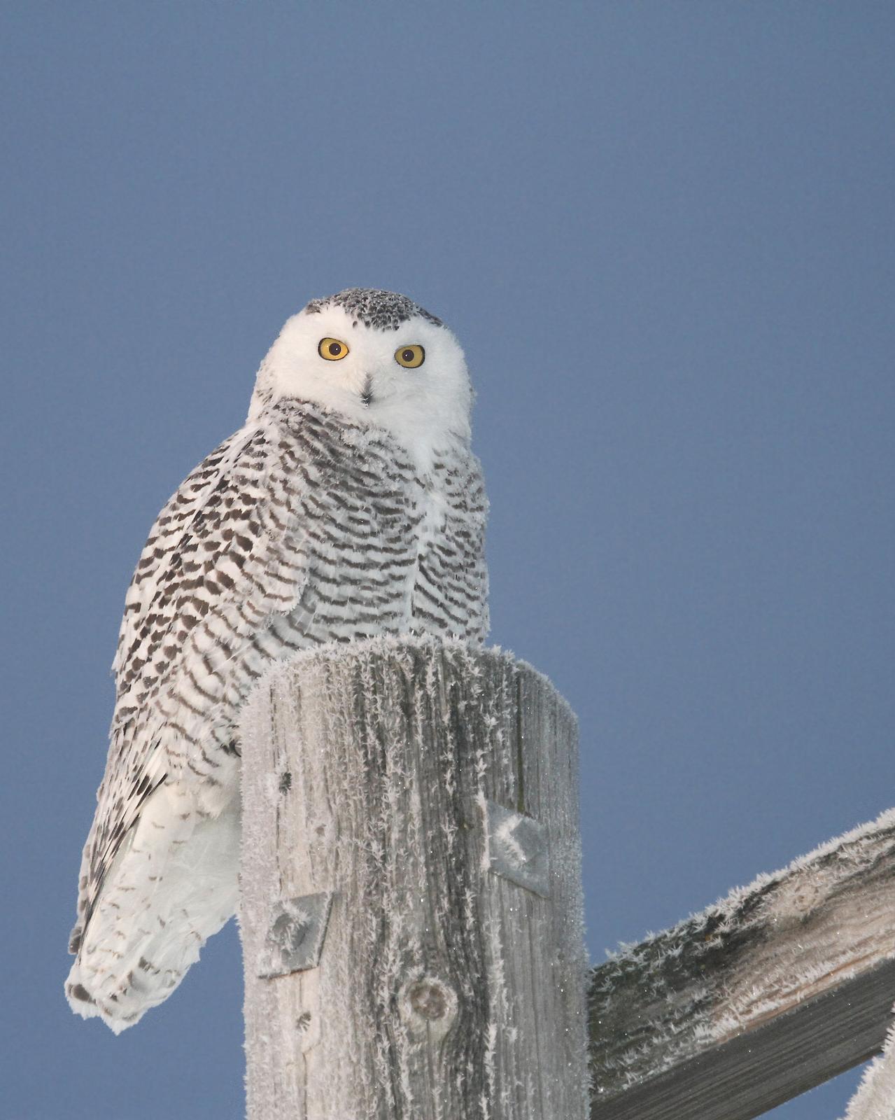 Snowy Owl Photo by Dennis Raffelson