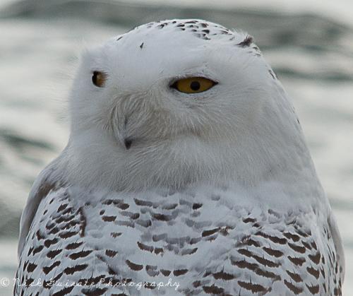 Snowy Owl Photo by Nick Guirate