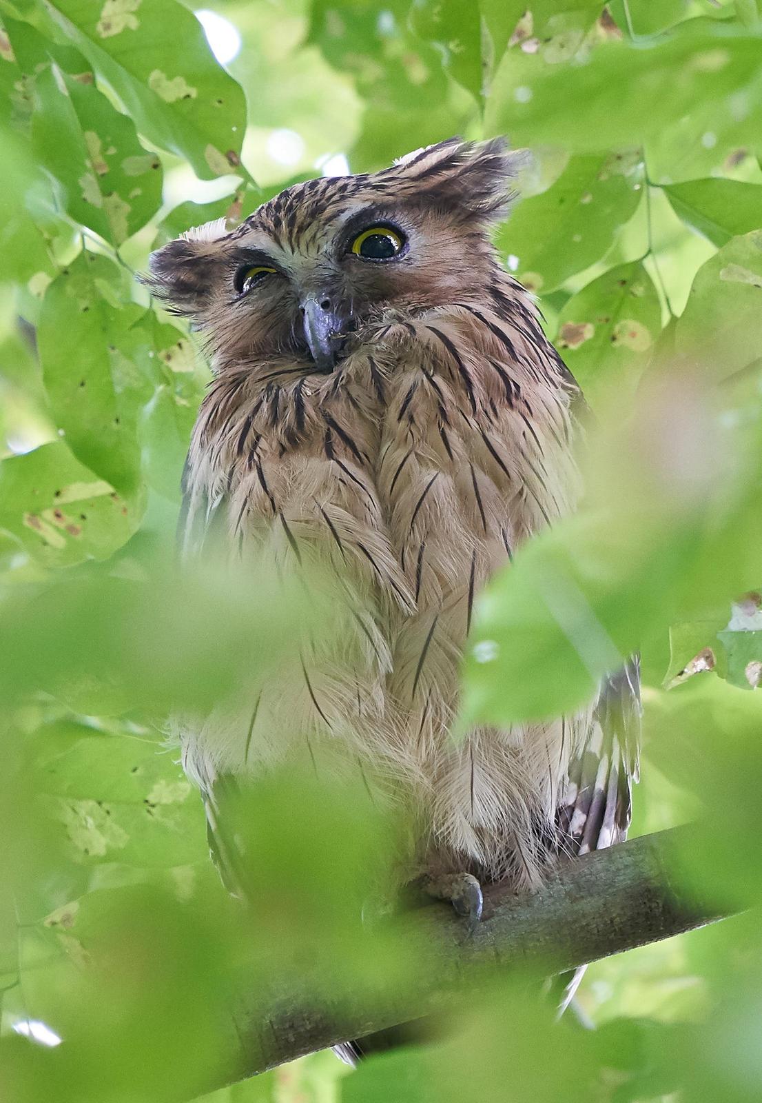 Buffy Fish-Owl Photo by Steven Cheong