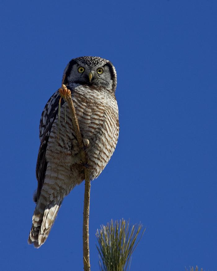 Northern Hawk Owl Photo by Chris Fagyal