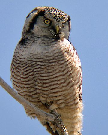 Northern Hawk Owl Photo by Jeremy Kleinberg