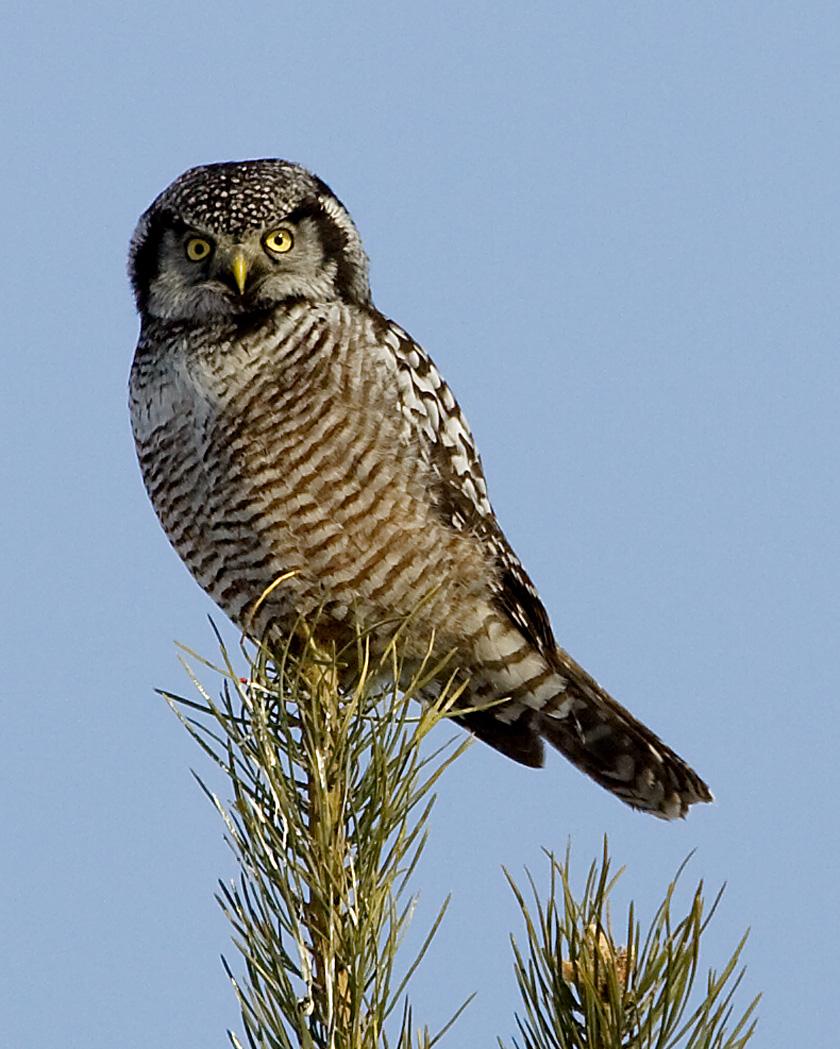 Northern Hawk Owl Photo by Josh Haas