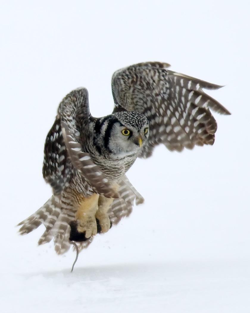 Northern Hawk Owl Photo by Josh Haas