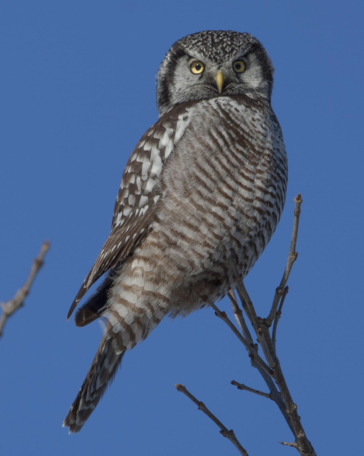 Northern Hawk Owl Photo by Jeff Moore