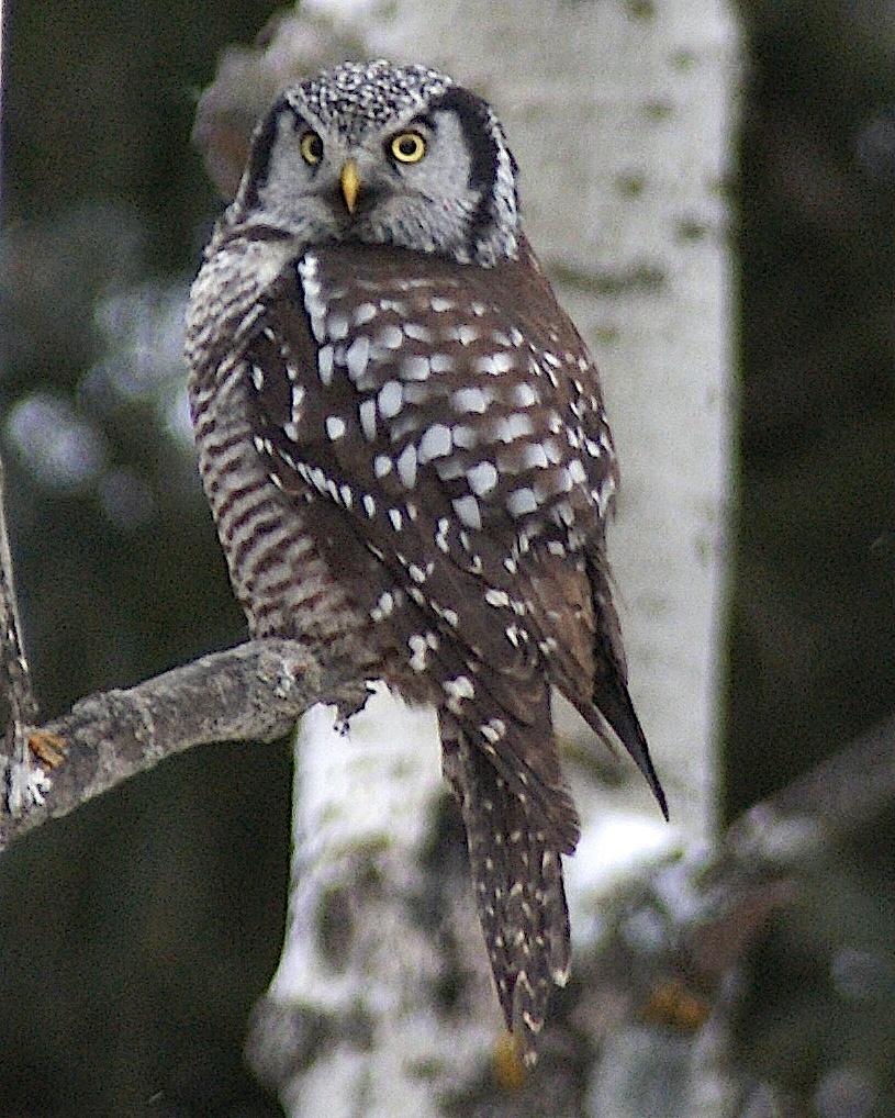 Northern Hawk Owl Photo by Gerald Hoekstra