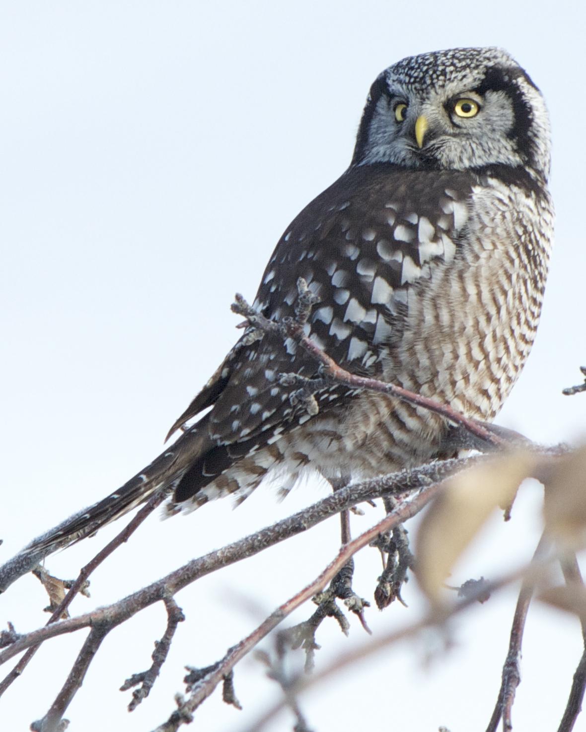 Northern Hawk Owl Photo by Mark Baldwin