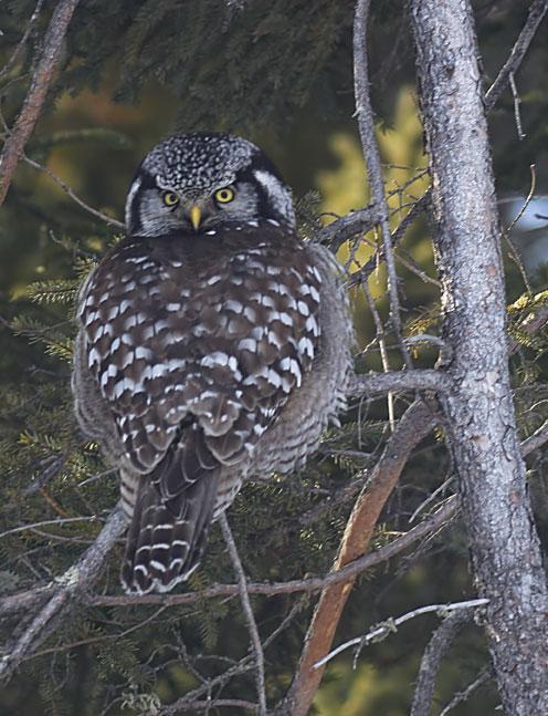 Northern Hawk Owl Photo by Dan Tallman