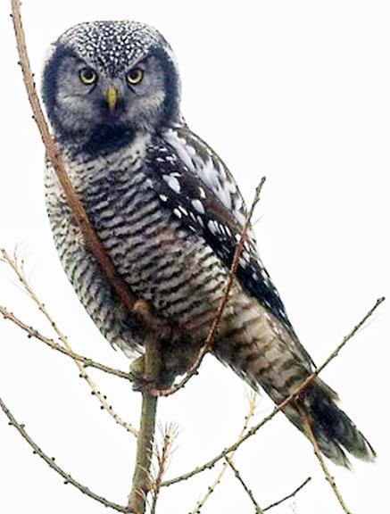 Northern Hawk Owl Photo by Dan Tallman