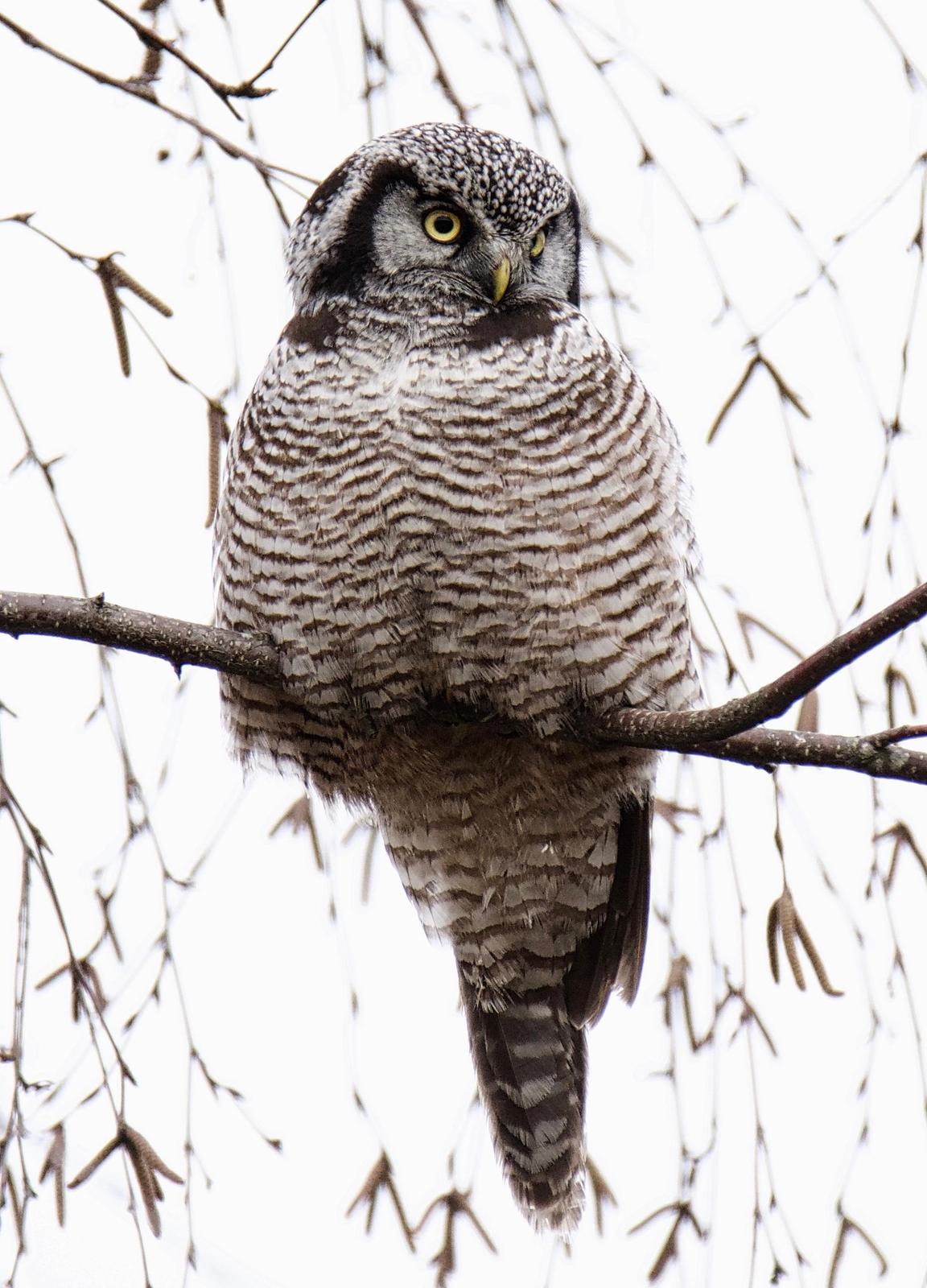 Northern Hawk Owl Photo by Brian Avent