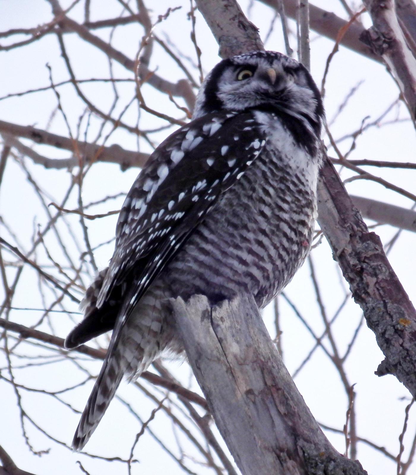 Northern Hawk Owl Photo by Enid Bachman