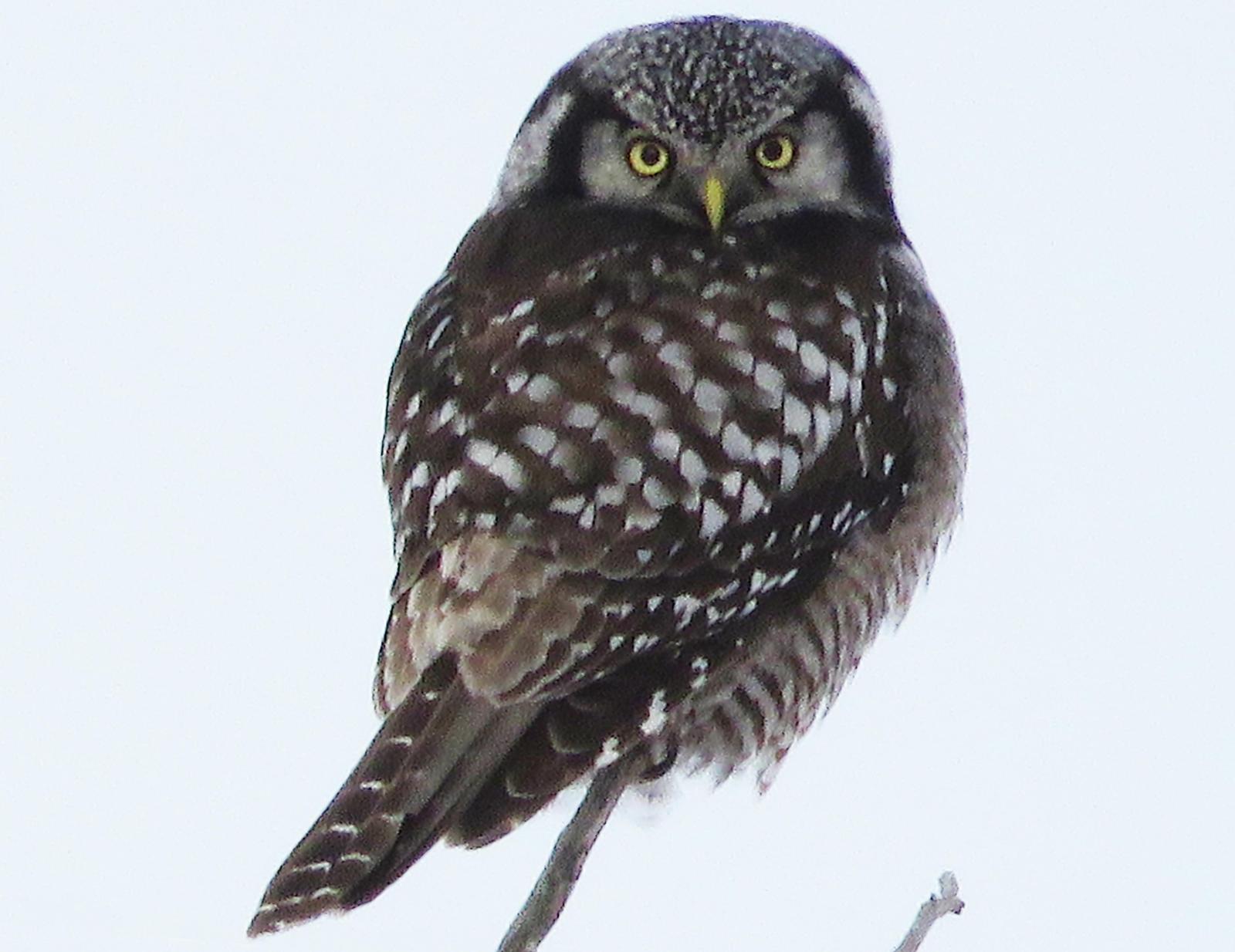 Northern Hawk Owl Photo by Bob Neugebauer
