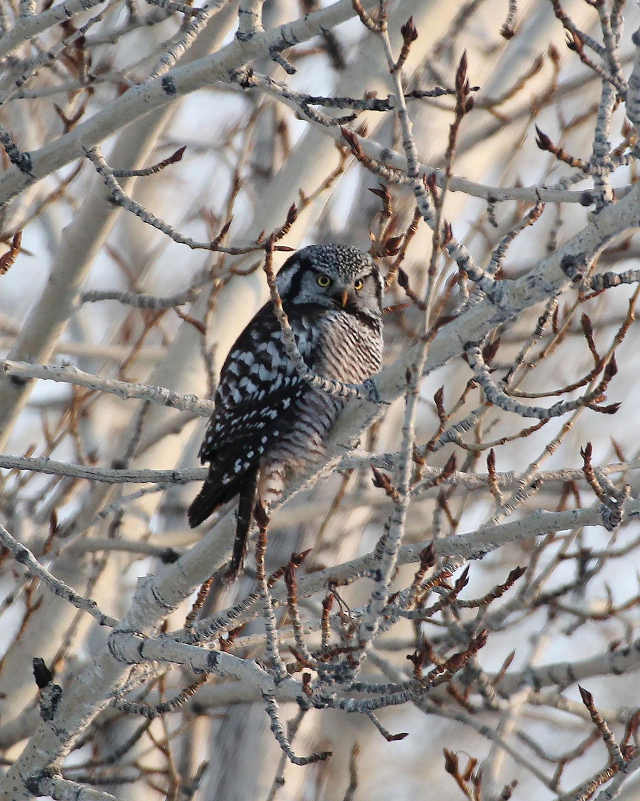 Northern Hawk Owl Photo by Dylan Hopkins