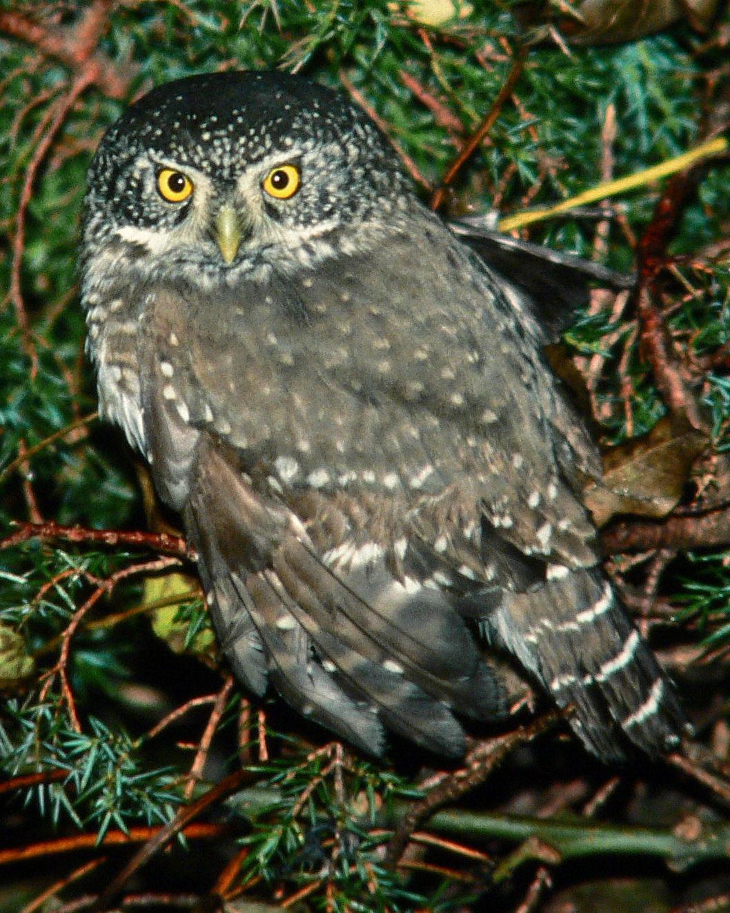 Eurasian Pygmy-Owl Photo by Knut Hansen