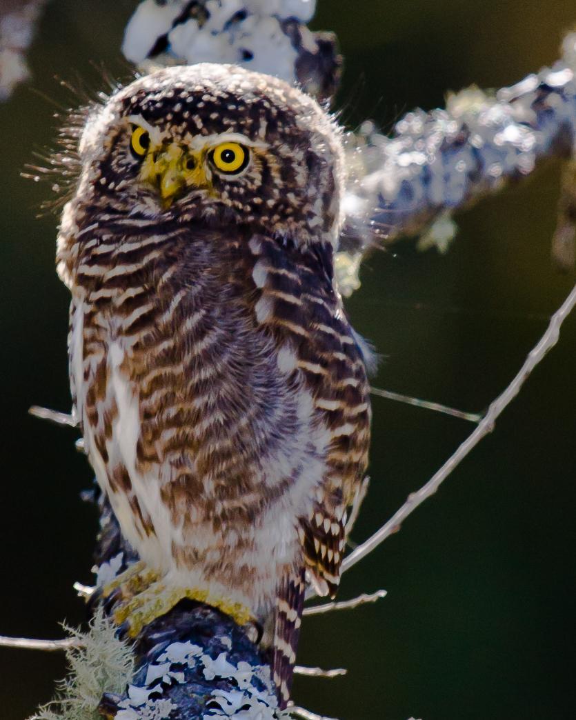 Collared Owlet Photo by Rahul Kaushik