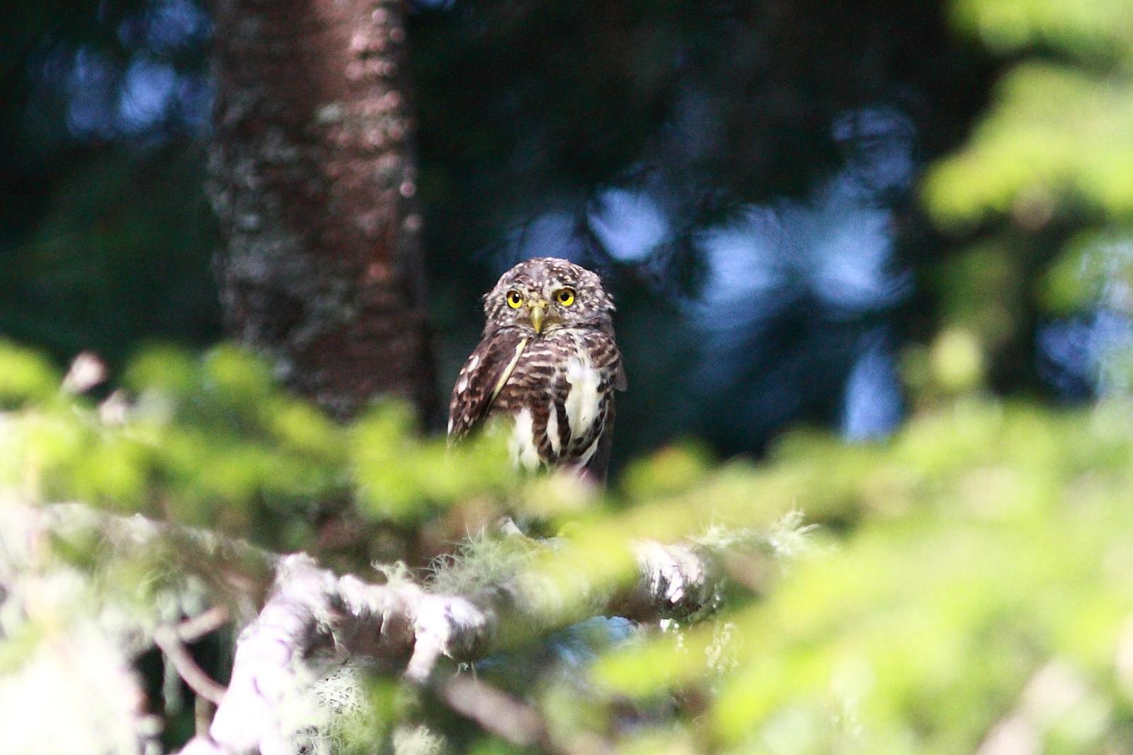 Collared Owlet Photo by Mu-Chi Tsai