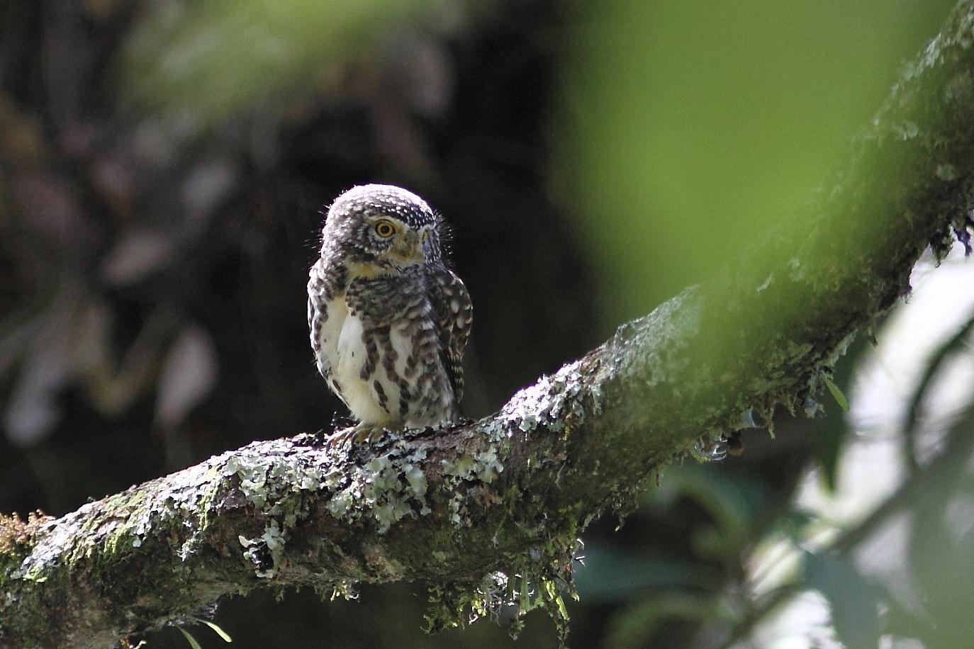Collared Owlet Photo by Mu-Chi Tsai