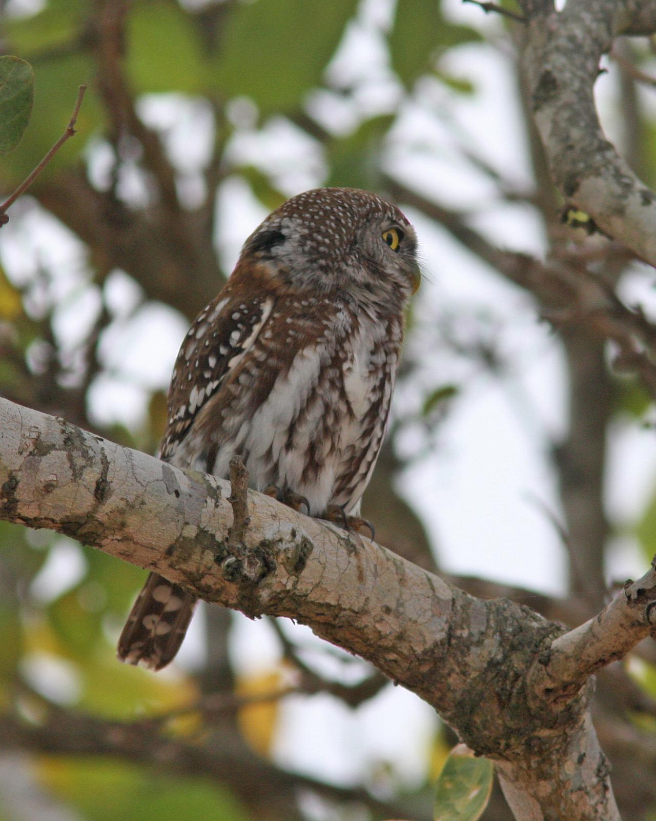 Pearl-spotted Owlet Photo by Henk Baptist