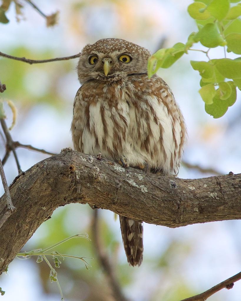 Pearl-spotted Owlet Photo by Denis Rivard