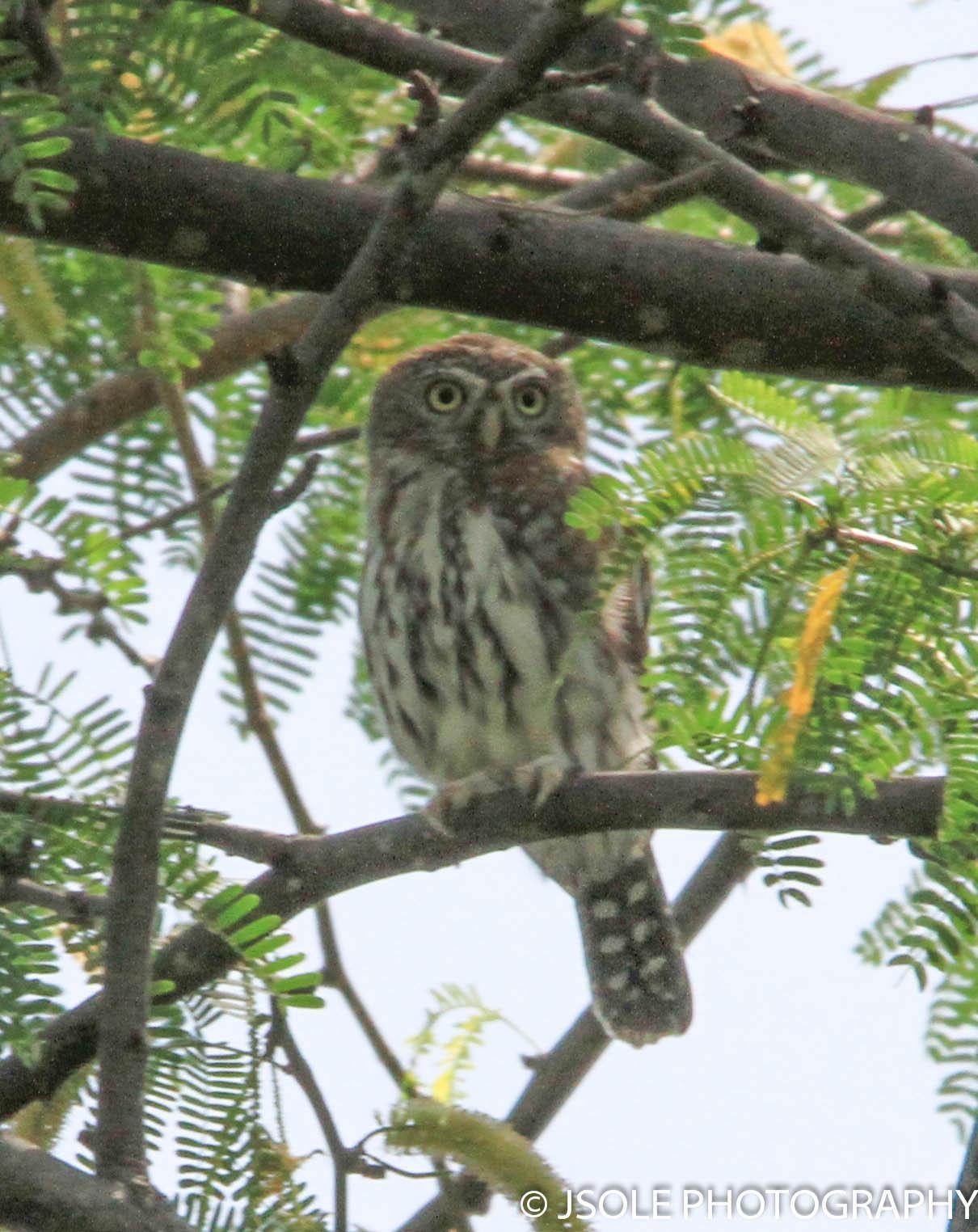 Pearl-spotted Owlet Photo by Jeffery Sole
