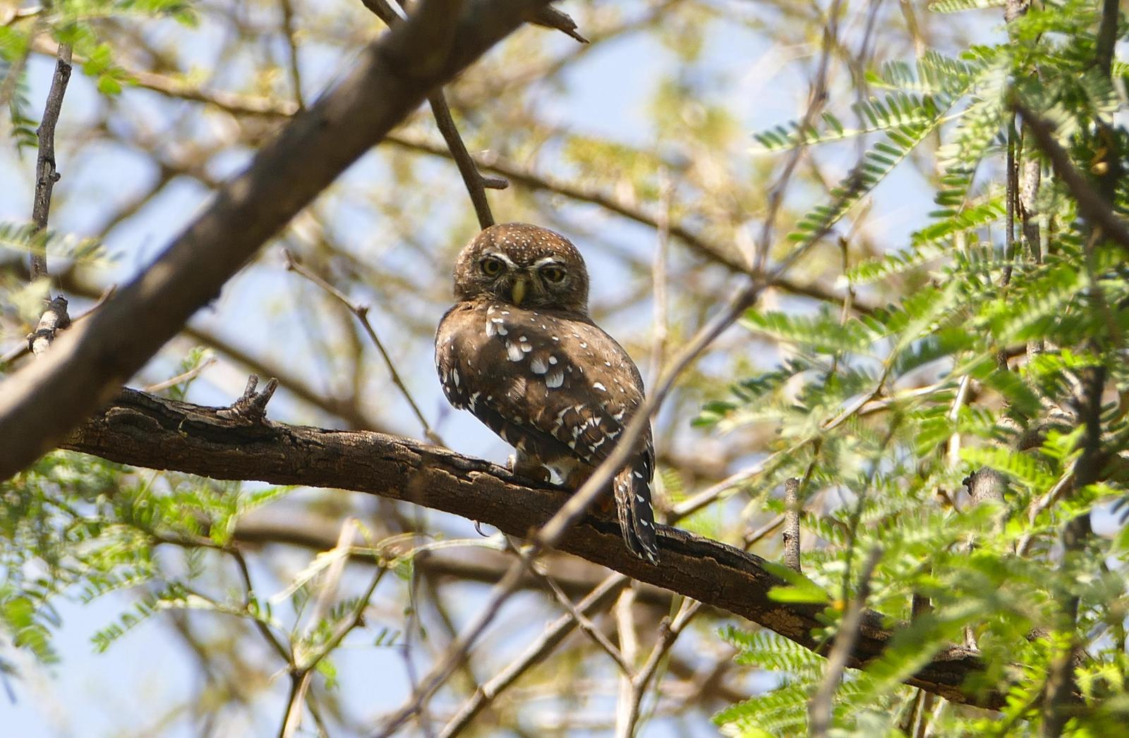 Pearl-spotted Owlet Photo by Randy Siebert