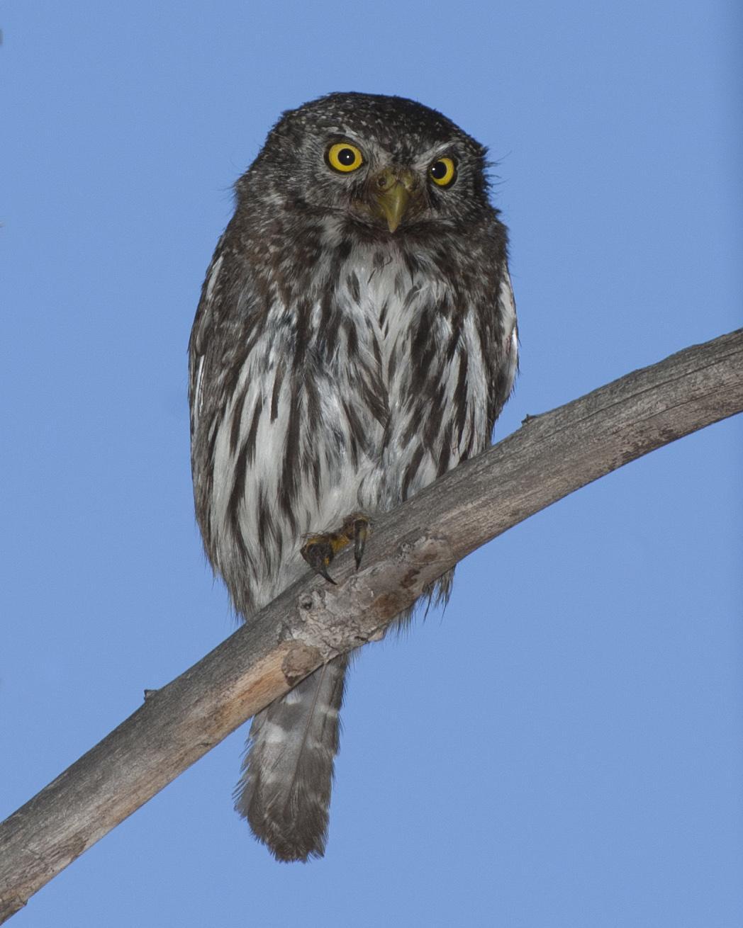 Northern Pygmy-Owl Photo by Jeff Moore