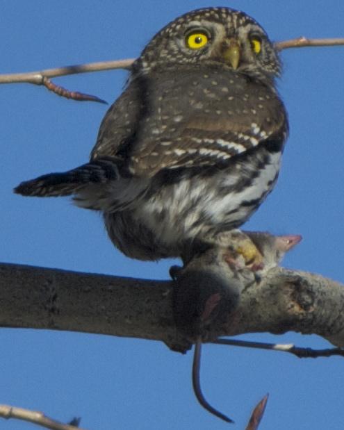 Northern Pygmy-Owl Photo by Mark Baldwin