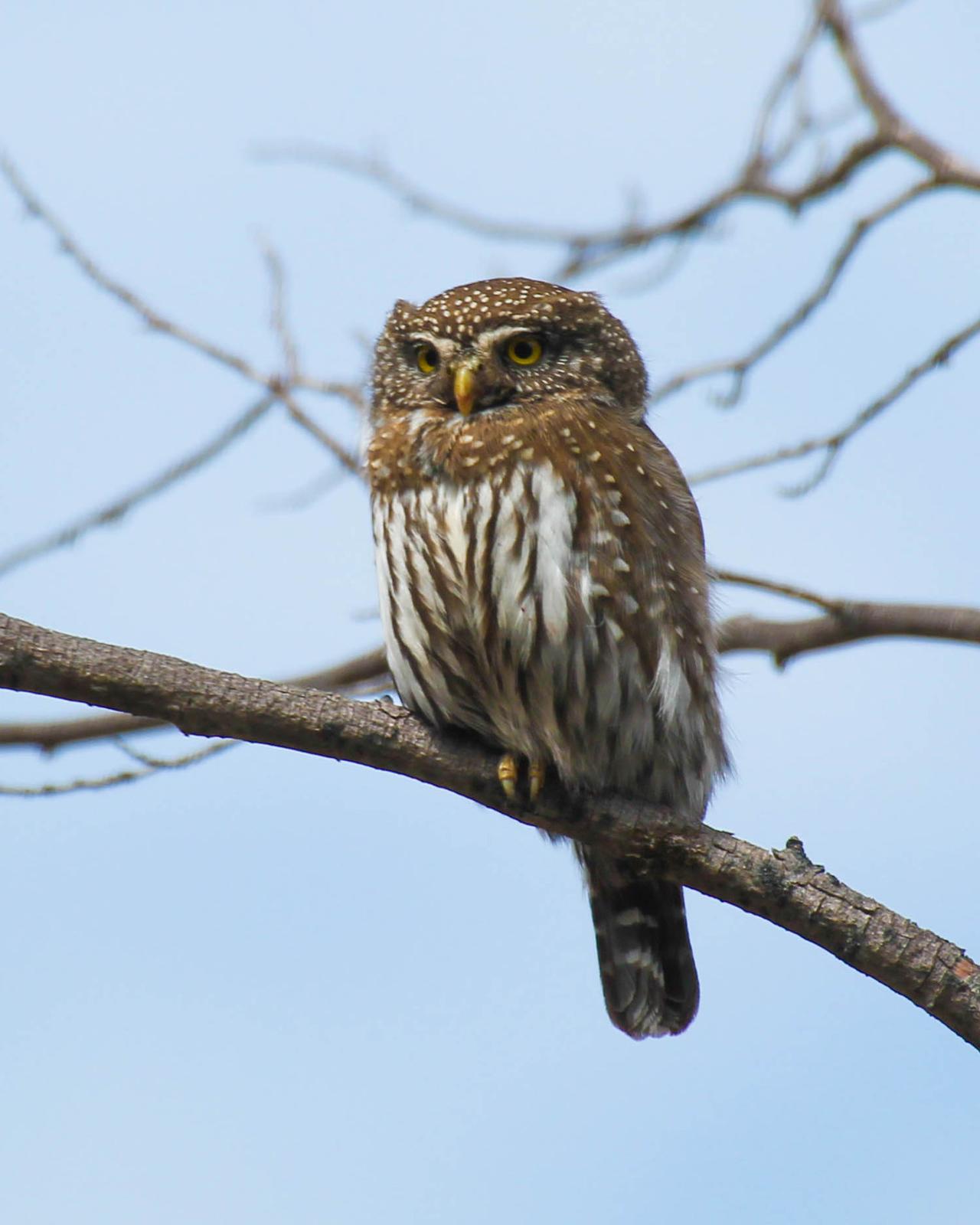 Northern Pygmy-Owl Photo by Dylan Hopkins