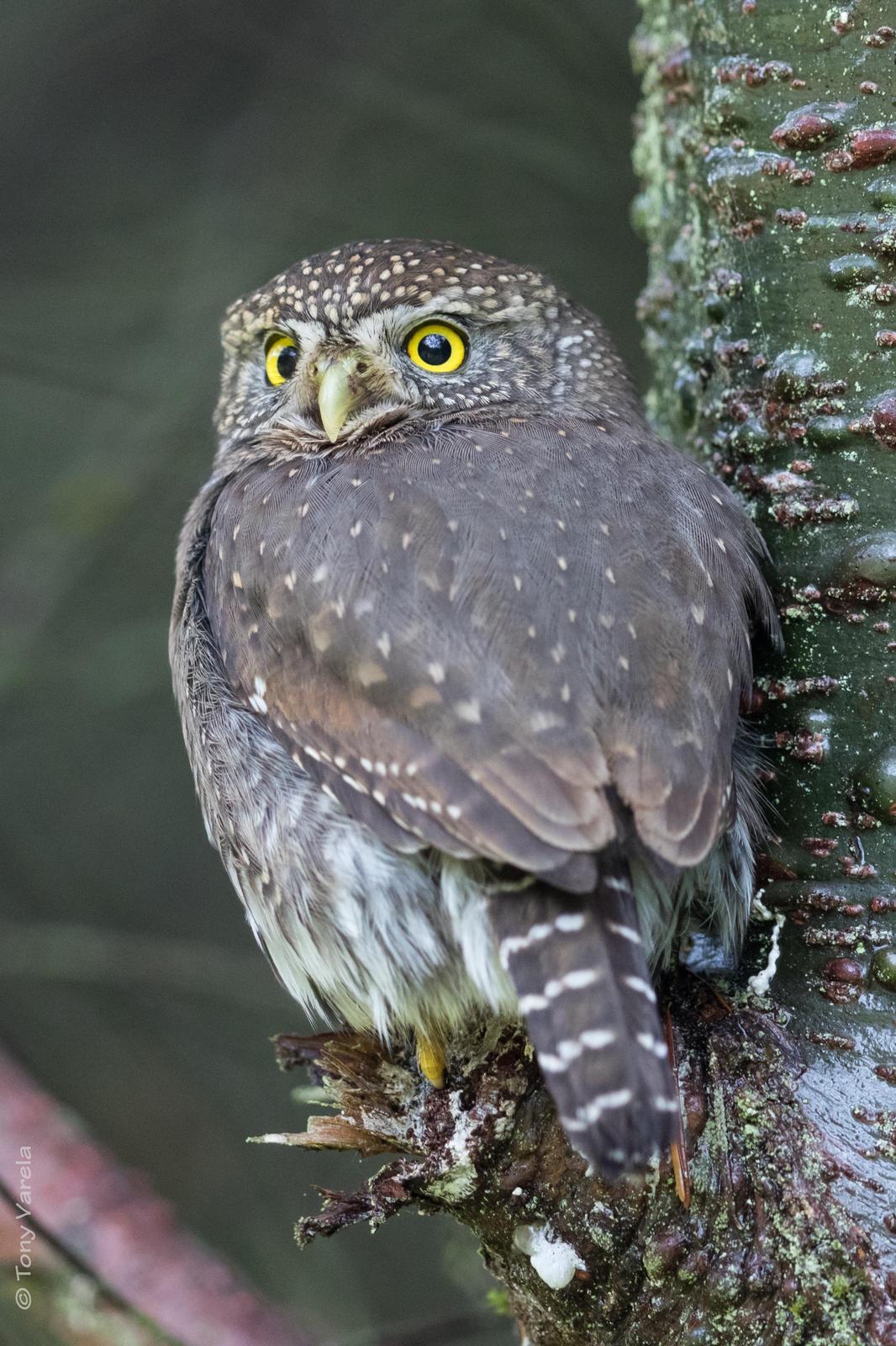 Northern Pygmy-Owl Photo by Tony Varela
