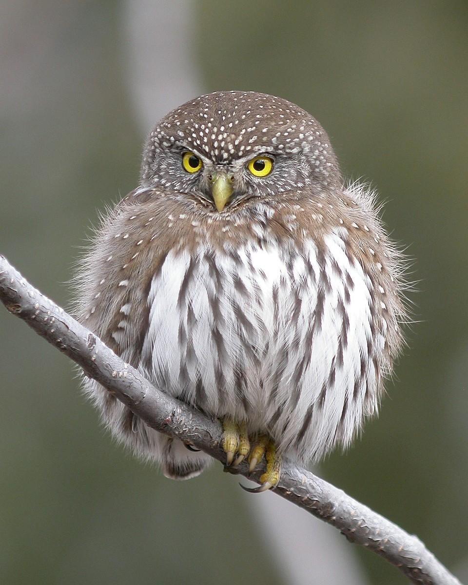 Northern Pygmy-Owl Photo by Nathan Kohler