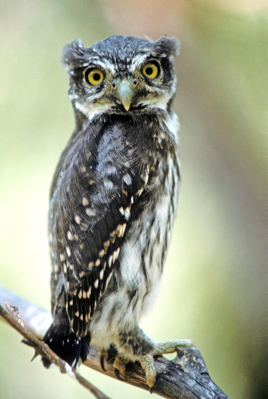 Northern Pygmy-Owl Photo by Steven Mlodinow