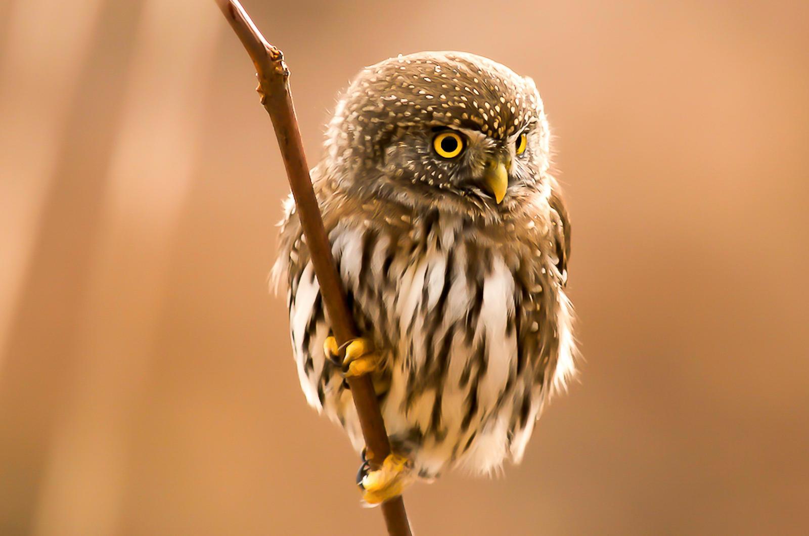 Northern Pygmy-Owl Photo by Anthony Bucci