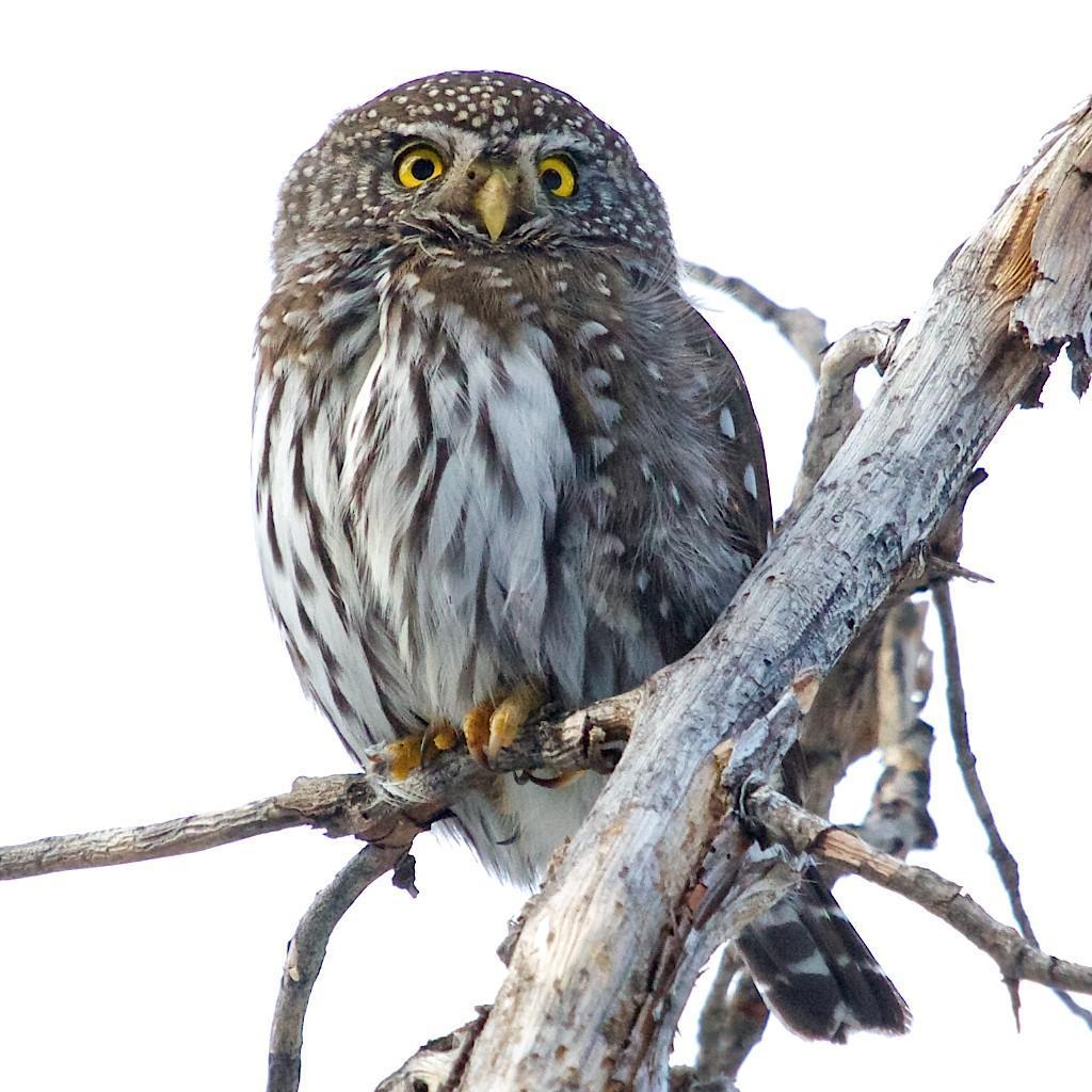 Northern Pygmy-Owl (Rocky Mts.) Photo by Ed Harper
