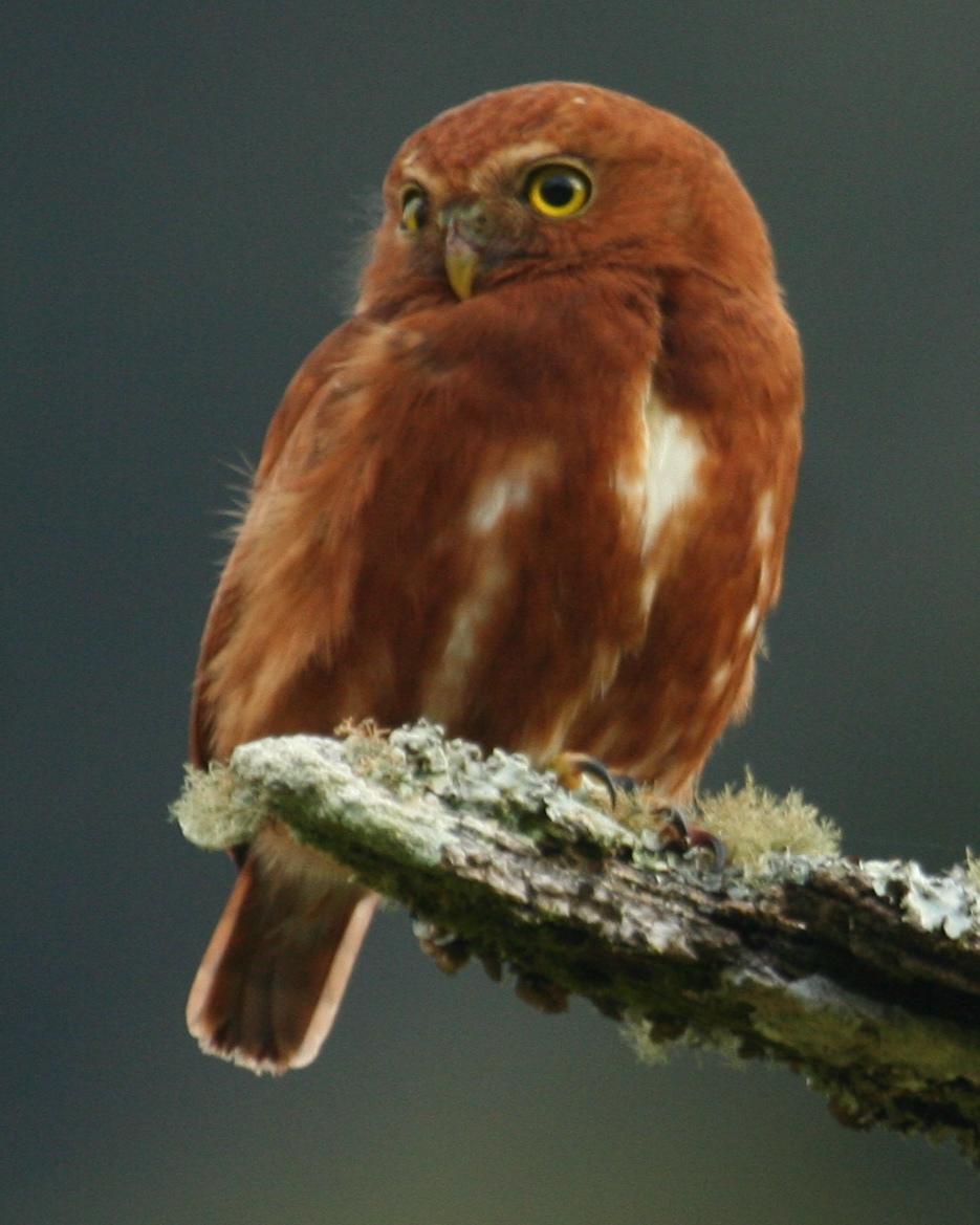 Costa Rican Pygmy-Owl Photo by Marshall Iliff